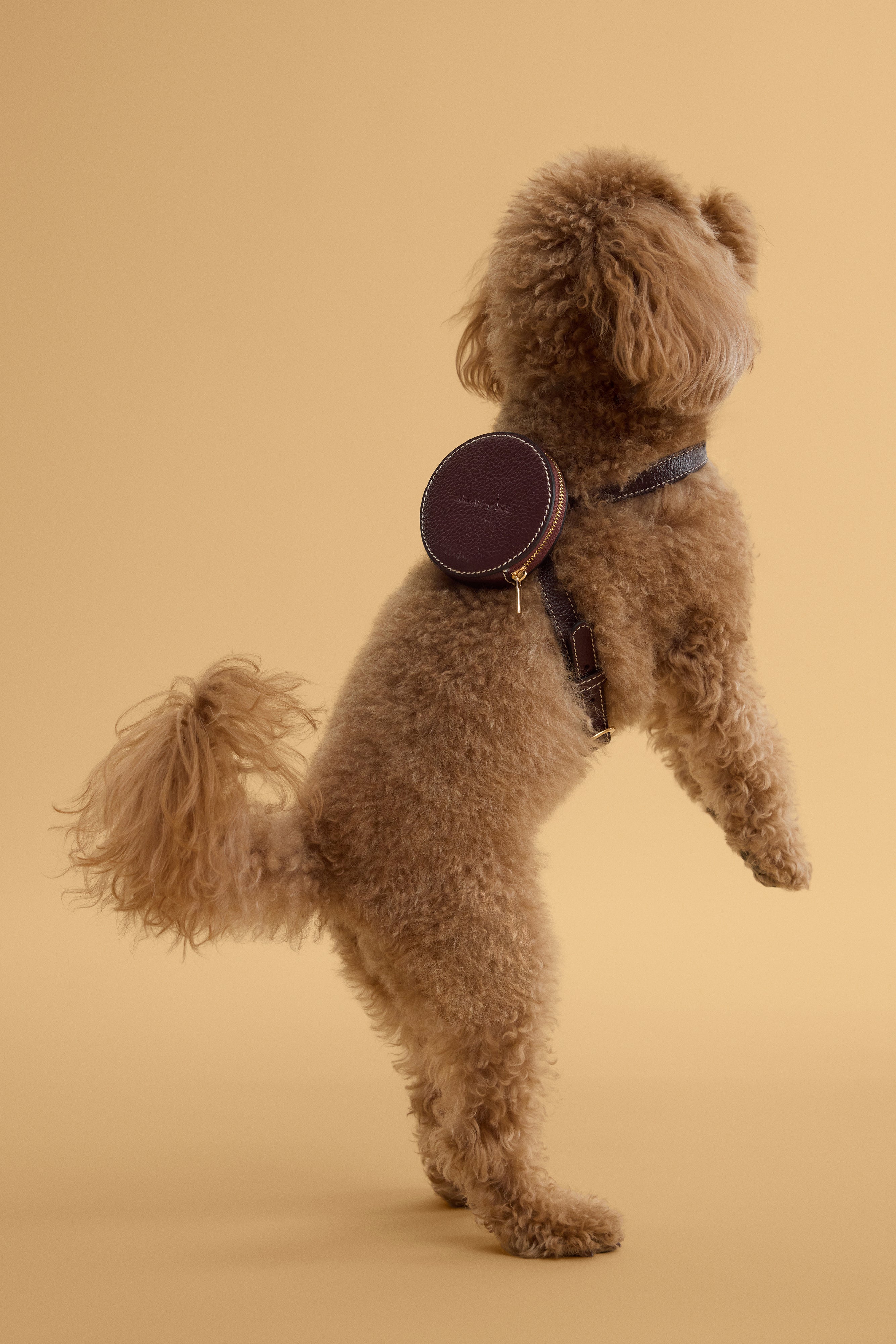 Arvak + Sól backpack dog harness featuring adjustable straps and durable material for comfortable pet walking.