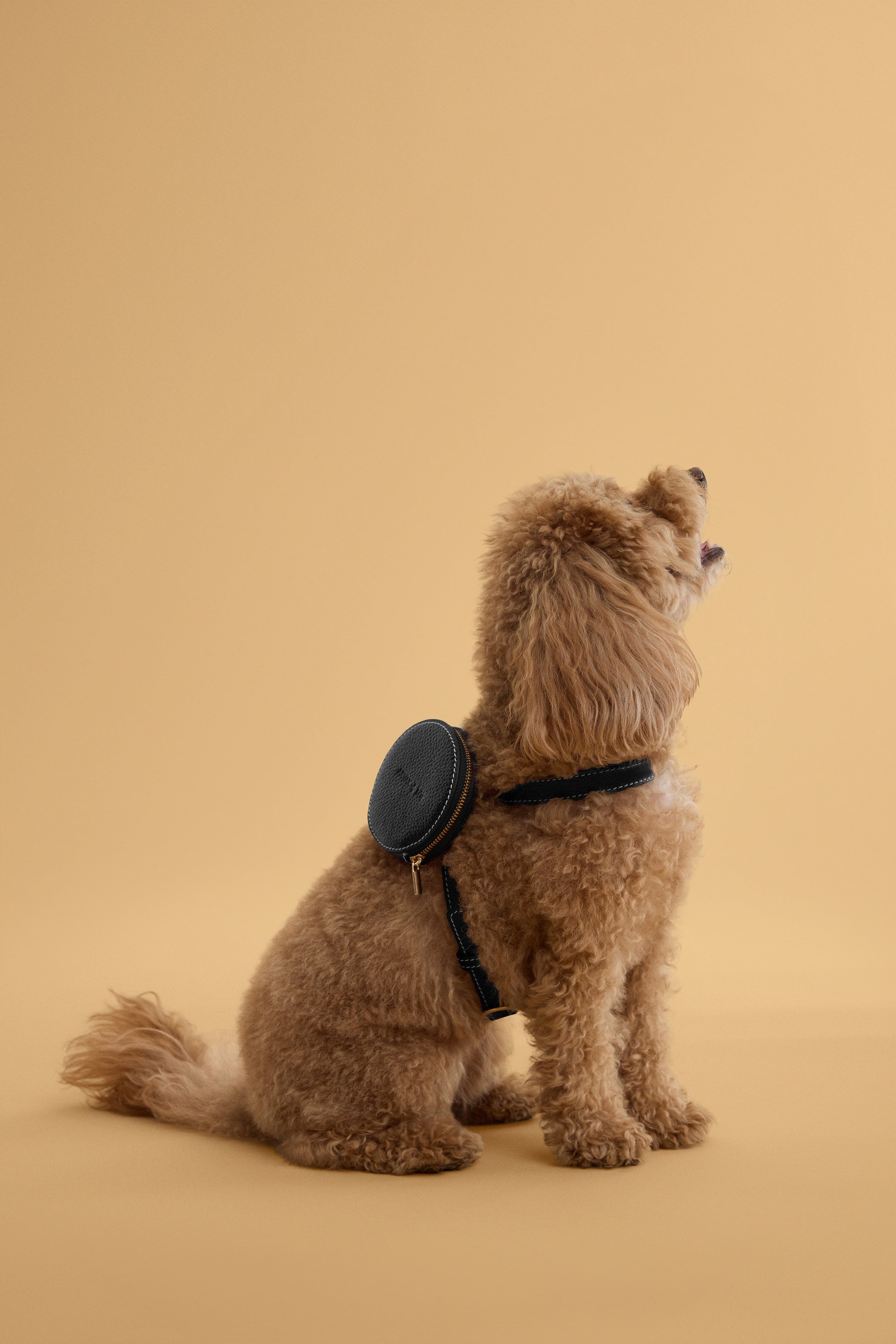 Black backpack dog harness by Arvak + Sól with adjustable straps and padded design for comfortable pet walking.