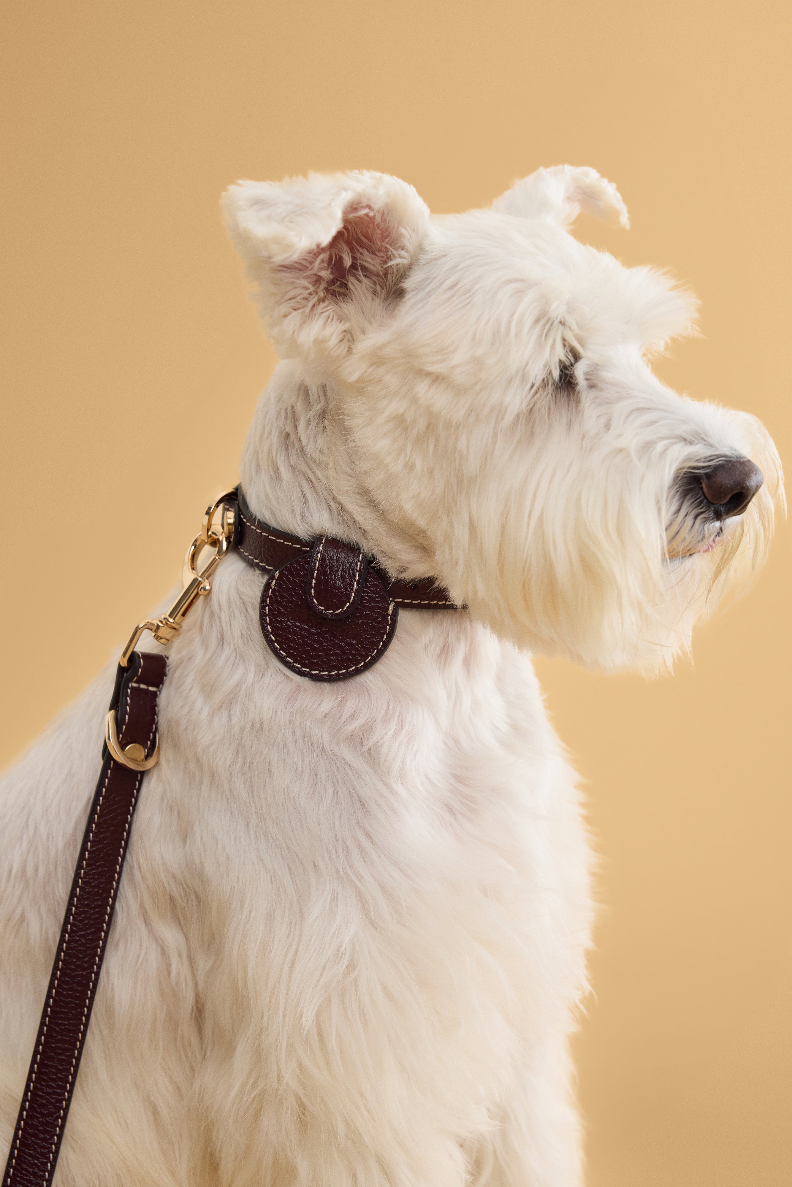 Close-up of Arvak + Sól Not Your Classic Collar with detailed leather and metal buckle on a neutral background.