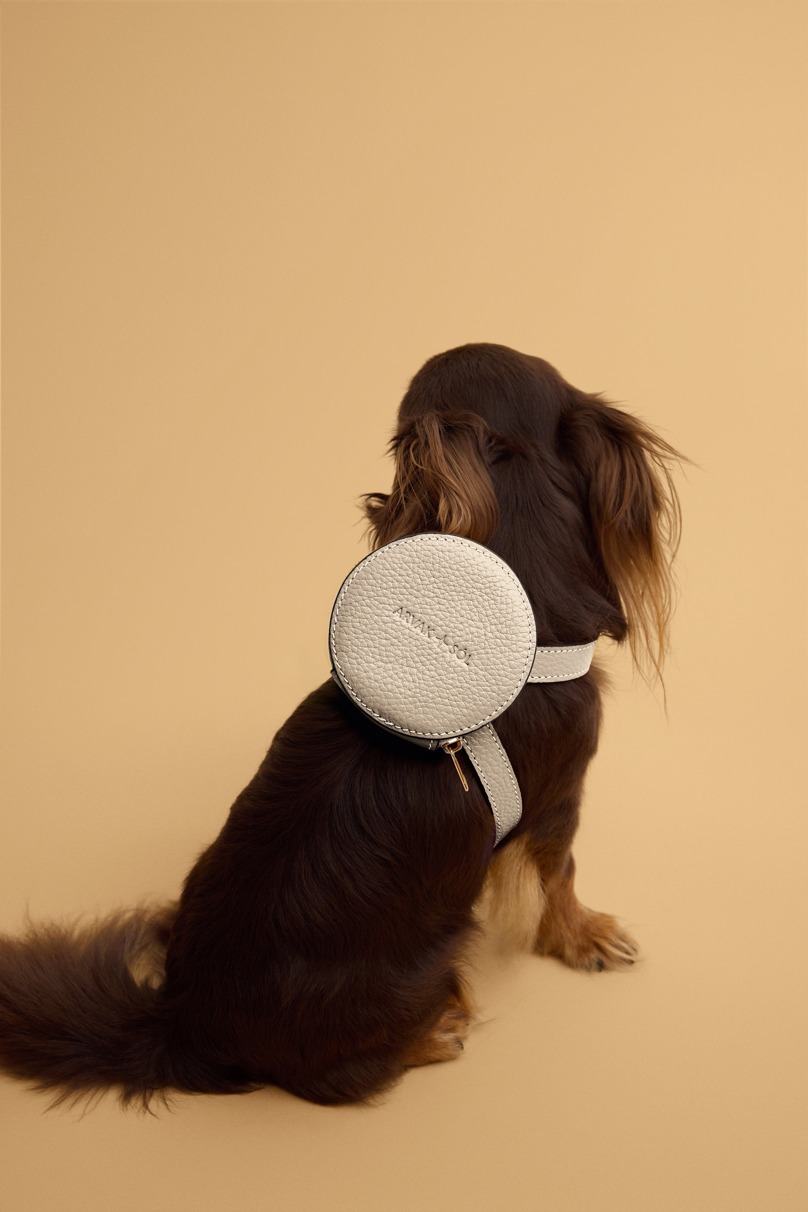 Cream-colored Arvak + Sól backpack dog harness with adjustable straps and secure buckles for comfortable pet walking.